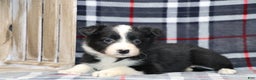 Border Collie dogs for sale:  Sadie - Ad 6