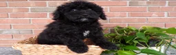 Mini Goldendoodle dogs for sale: Boyd - Ad 5