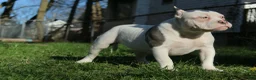American Bully dogs for sale: Wilbur  - Ad 3