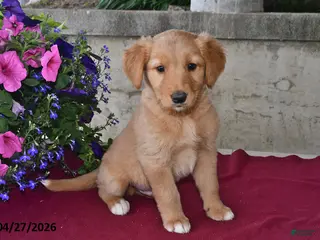 Goberian dogs for sale: Leo - Ad 3