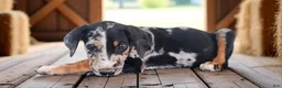 Catahoula Leopard Dog dogs for sale: MS 2026 Female 1 - Ad 4