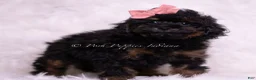 Toy Poodle dogs for sale: Toy Poodle Puppy 3 - Ad 4