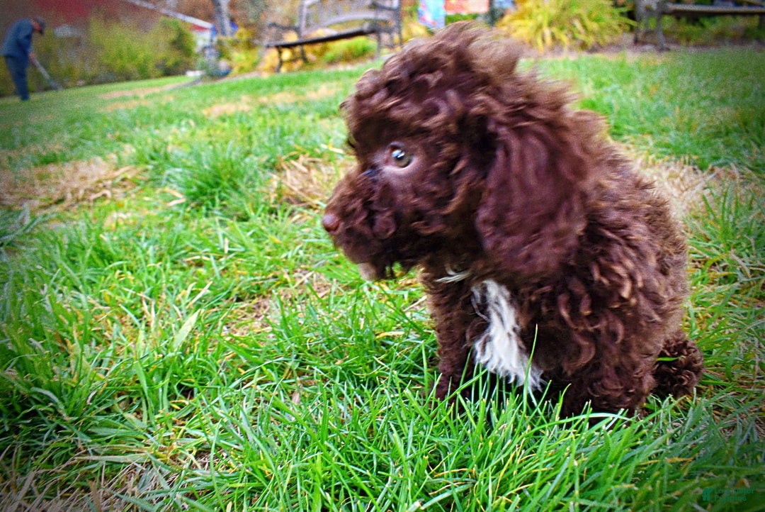 Havapoo dogs for sale: Muppet - Ad 15