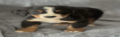 Cheif