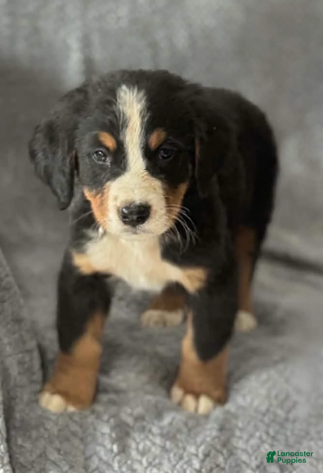 Bernese Mountain Dog dogs for sale: Cheif - Ad 1
