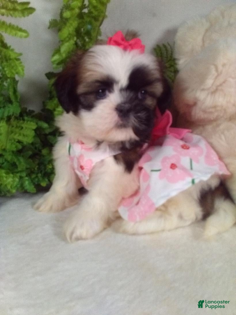 Shih Tzu dogs Alexa - Ad 2
