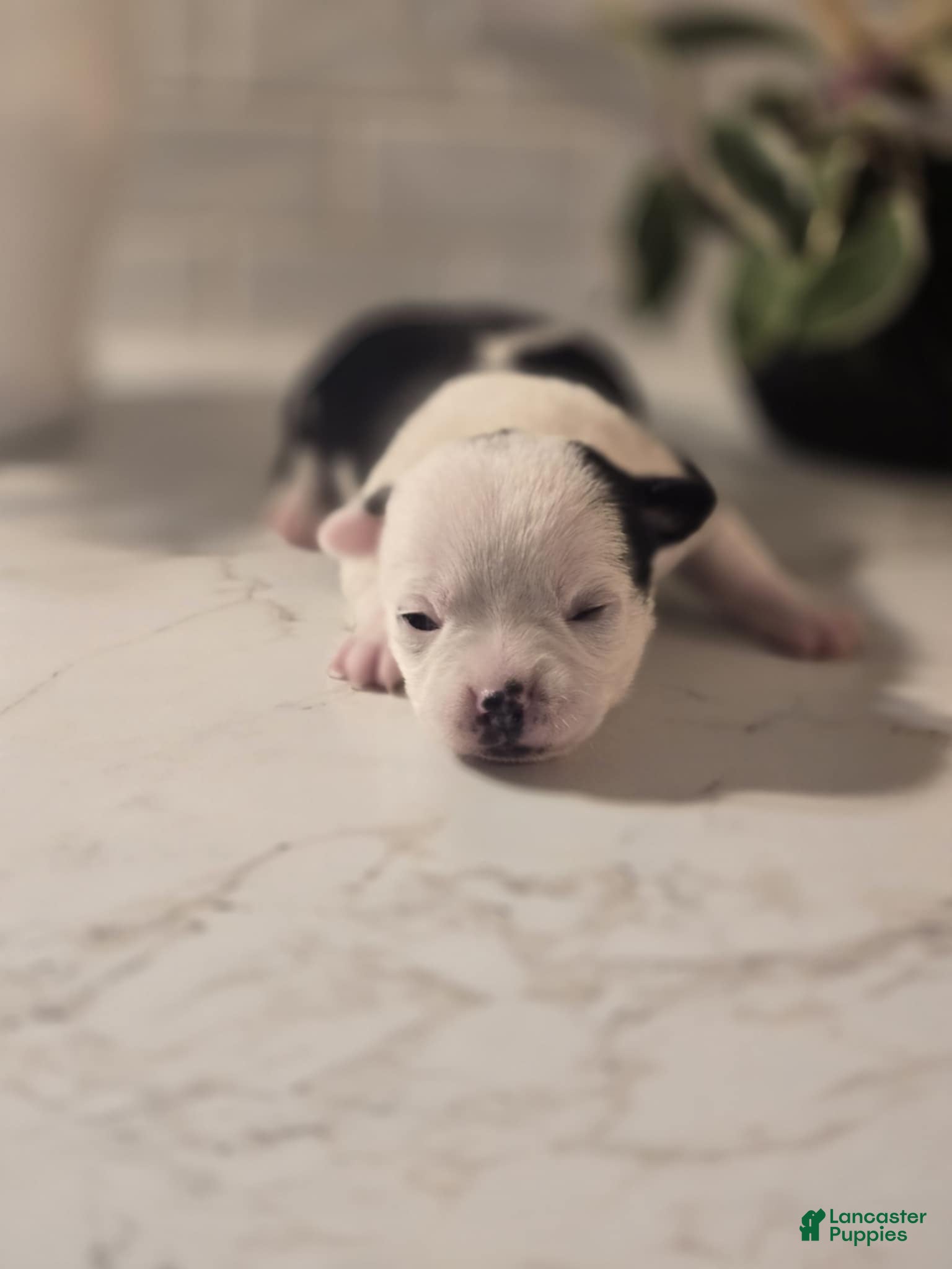 Chihuahua dogs landon - Ad 42