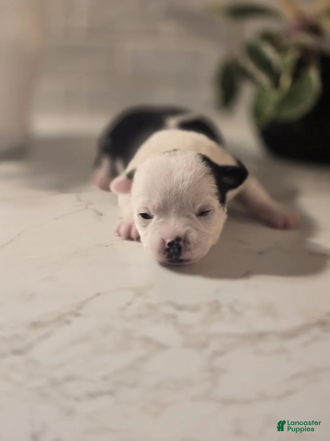 Chihuahua dogs for sale: landon - Ad 1