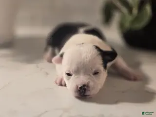 Chihuahua dogs landon - Ad 42