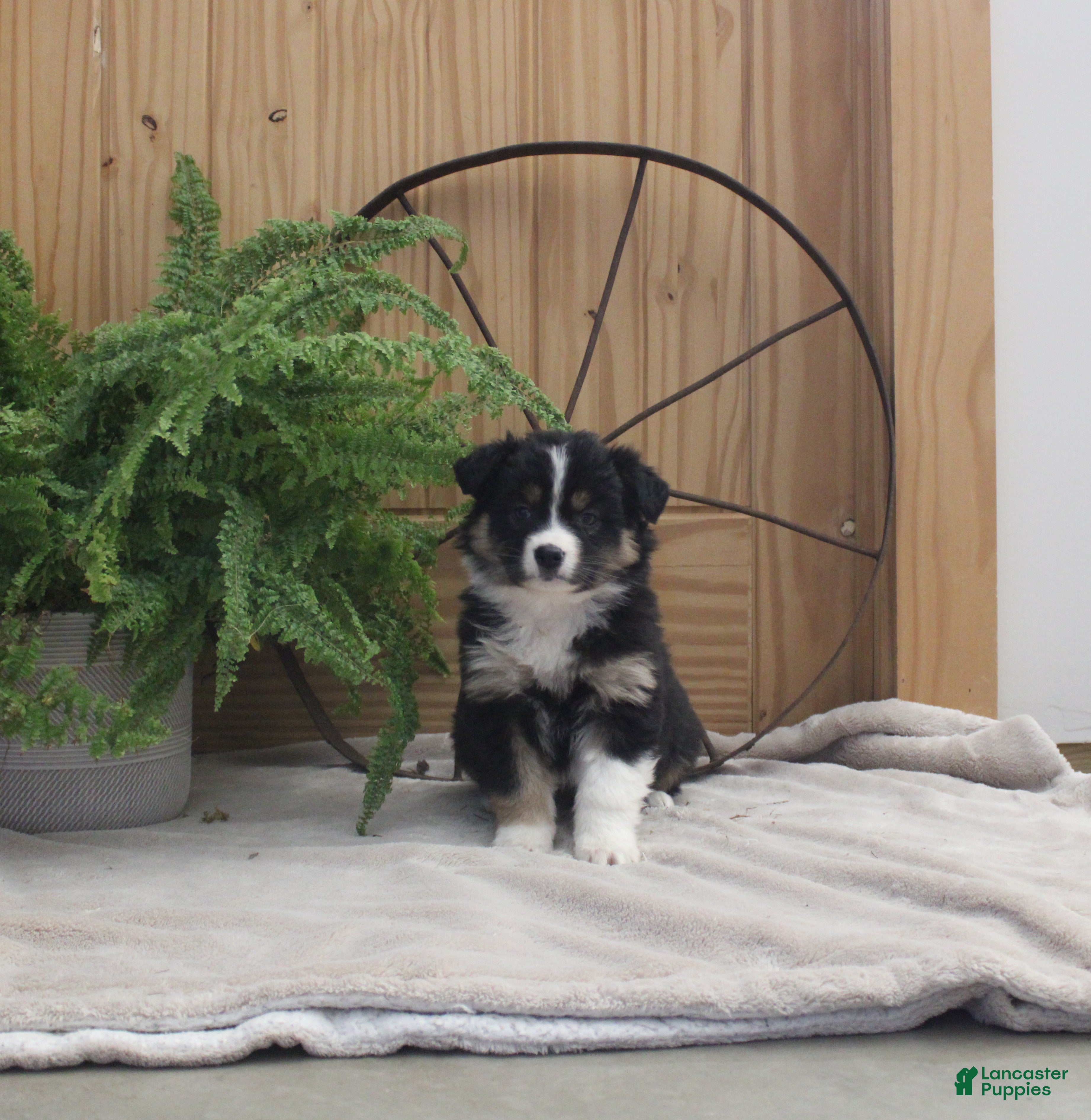 Australian Shepherd dogs Beauty - Ad 24