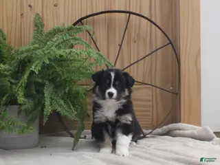 Australian Shepherd dogs Beauty - Ad 24
