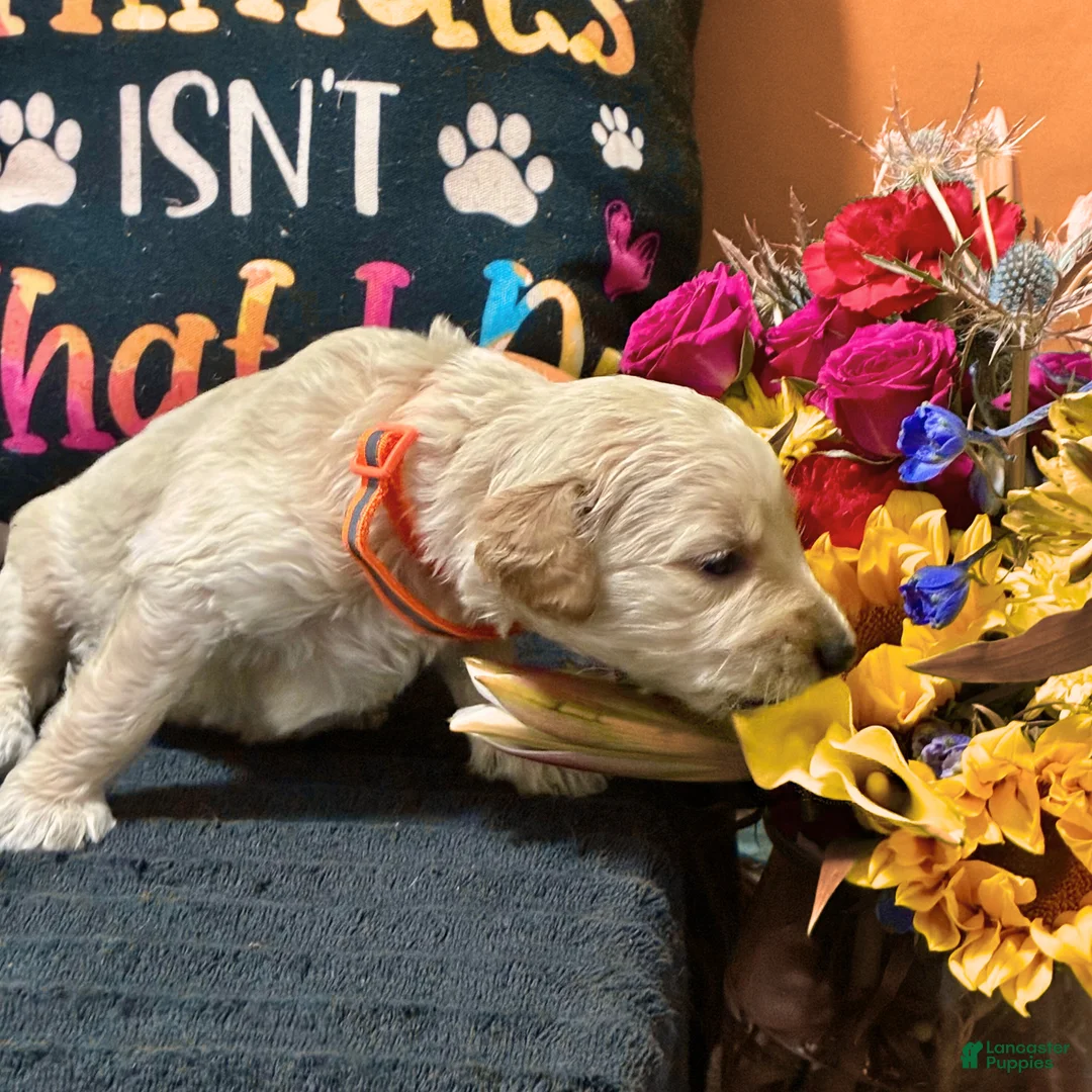 Goldendoodle dogs for sale: Obi-Wan Kenobi - Ad 2