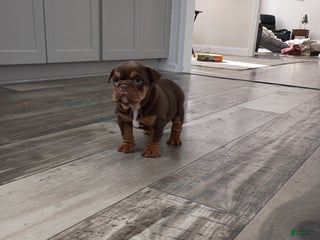 Olde English Bulldogge dogs Sadie - Ad 25