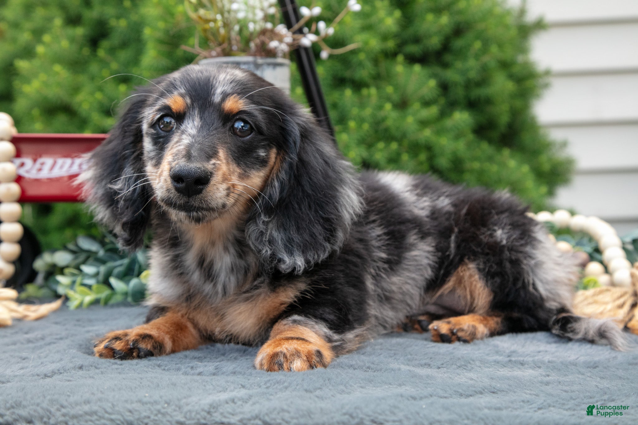 Miniature Dachshund dogs John - Ad 1