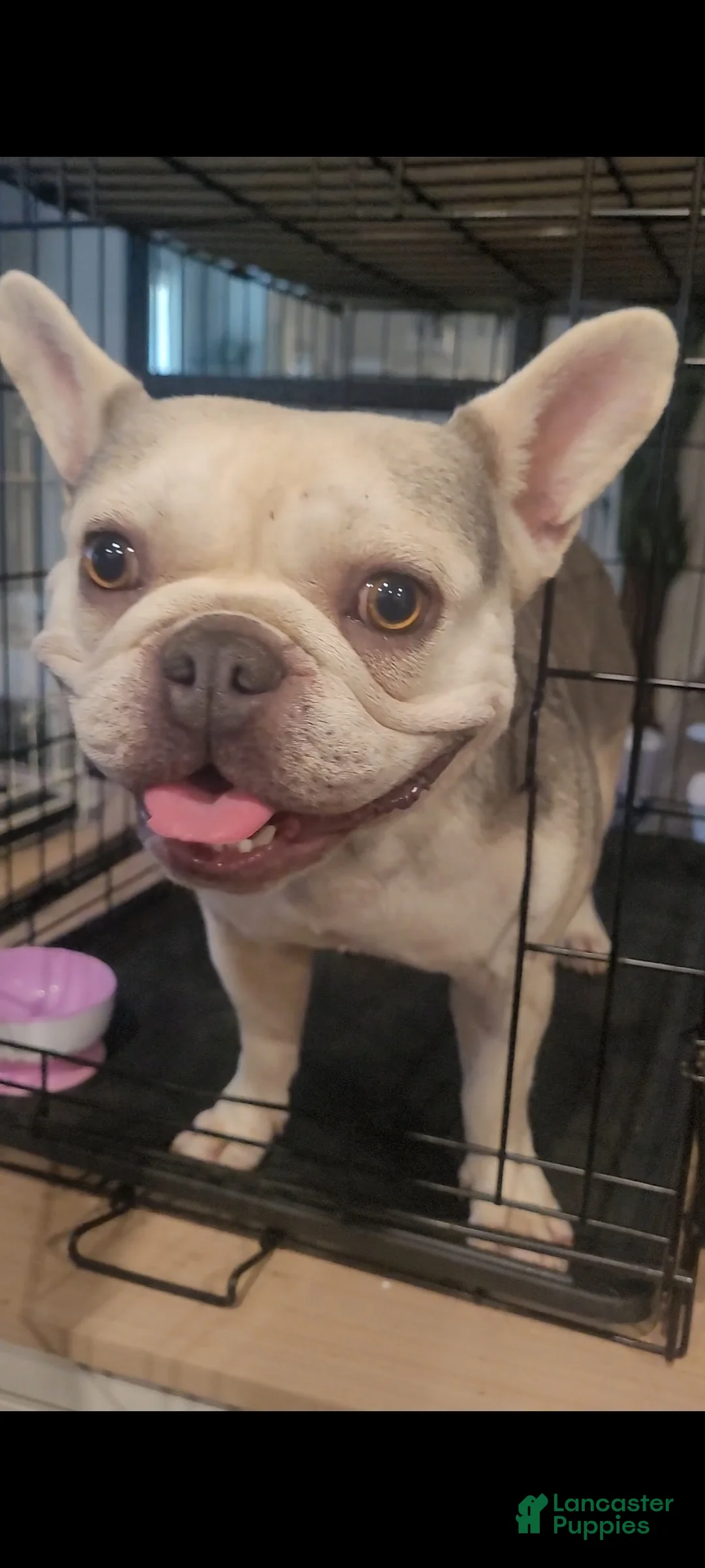 French Bulldog dogs for sale: French Bulldog 4 - Ad 2