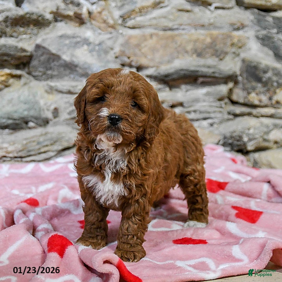 Mini Goldendoodle dogs for sale: Cody - Ad 2