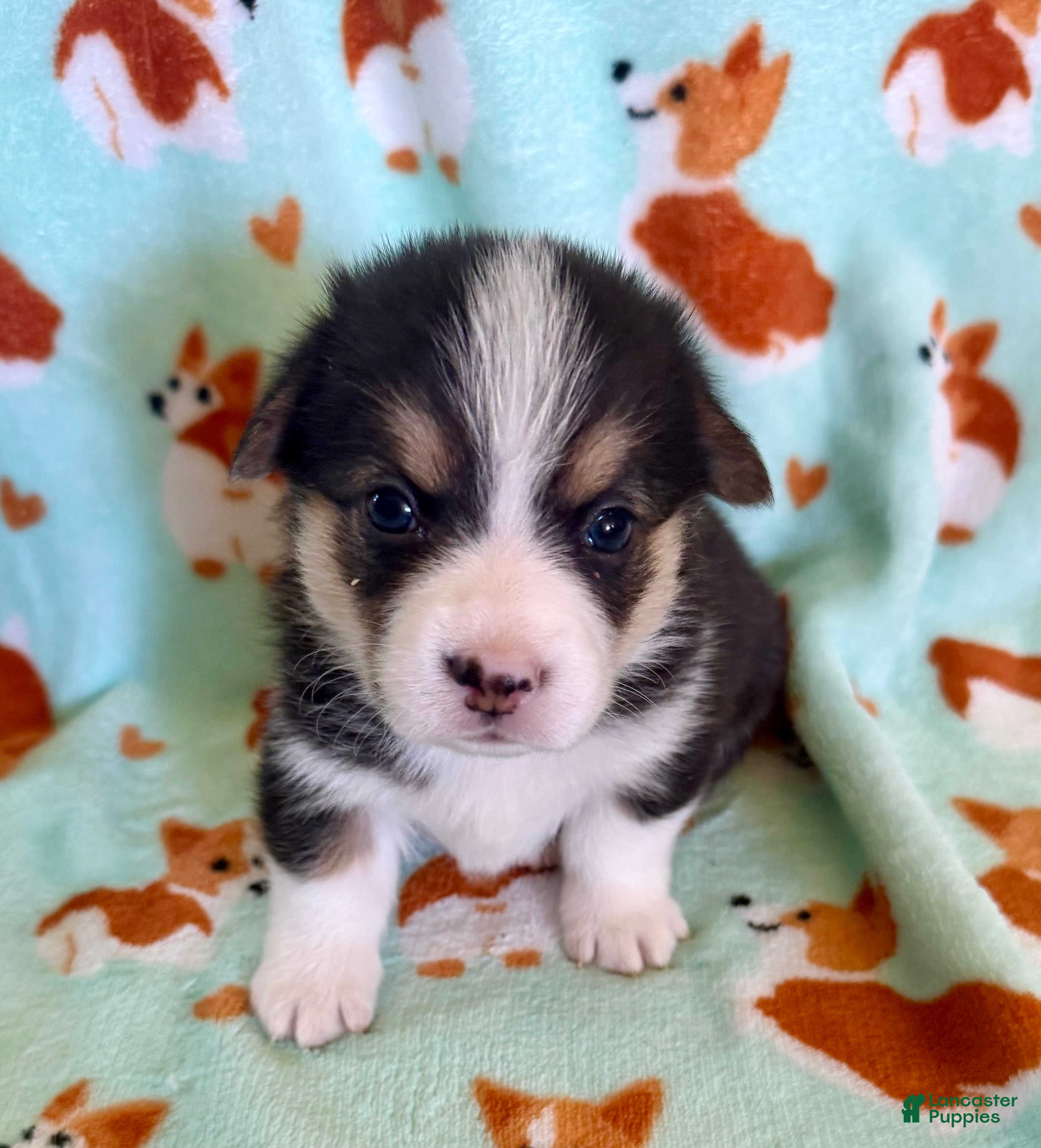 Welsh Corgi Pembroke dogs Rocket - Ad 1