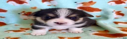 Welsh Corgi Pembroke dogs for sale: Rocket - Ad 1