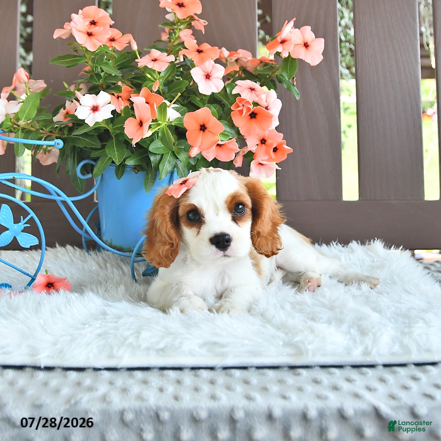 Cavalier King Charles Spaniel dogs Jewel - Ad 1