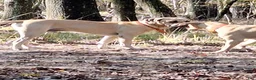 Black Mouth Cur dogs for sale: Black Mouth Cur - Ad 9