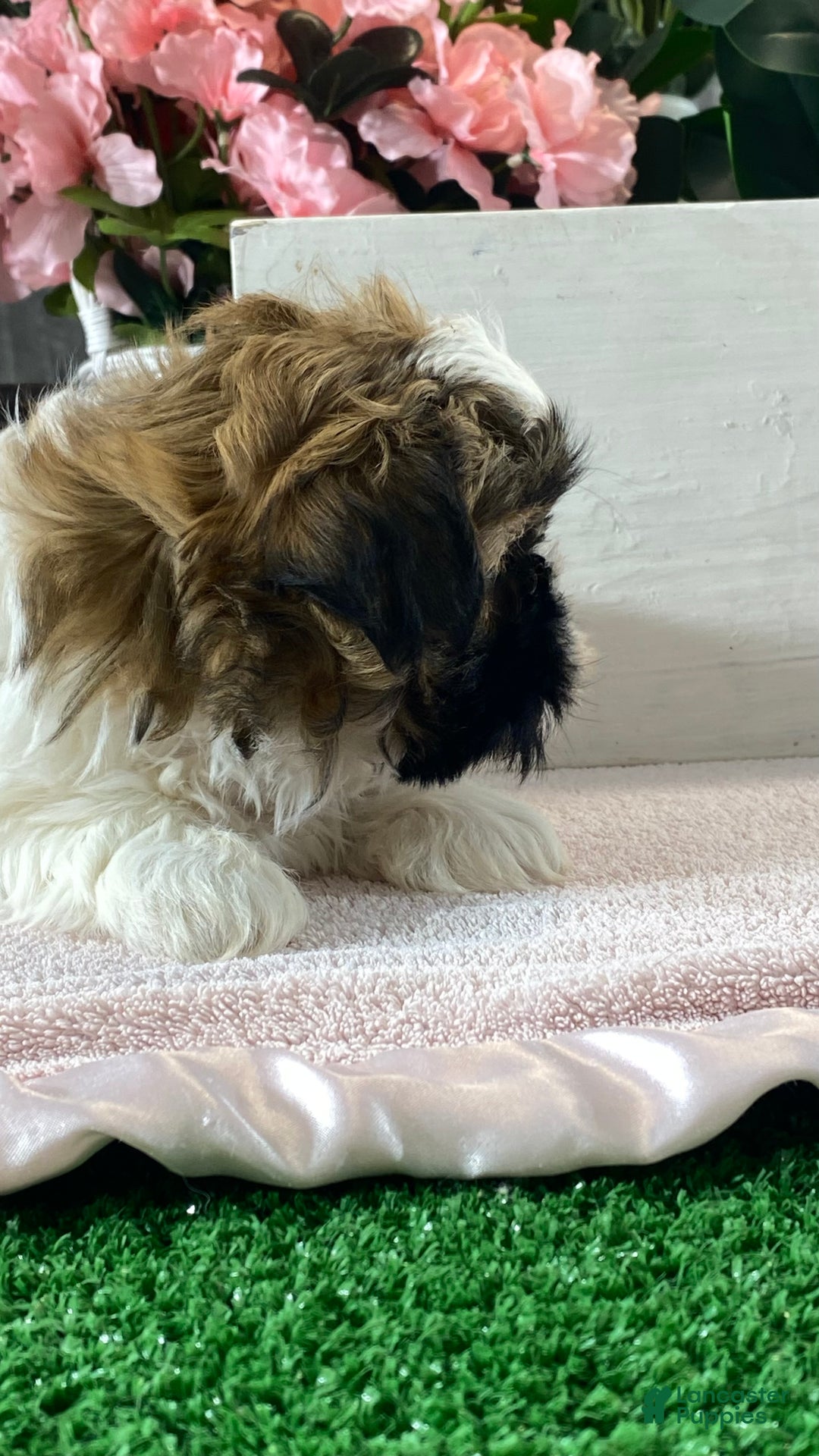 Mixed Breed dogs for sale: Oliver  - Ad 6