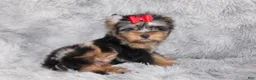 Yorkshire Terrier dogs for sale: Yorkshire Terrier 1 - Ad 3