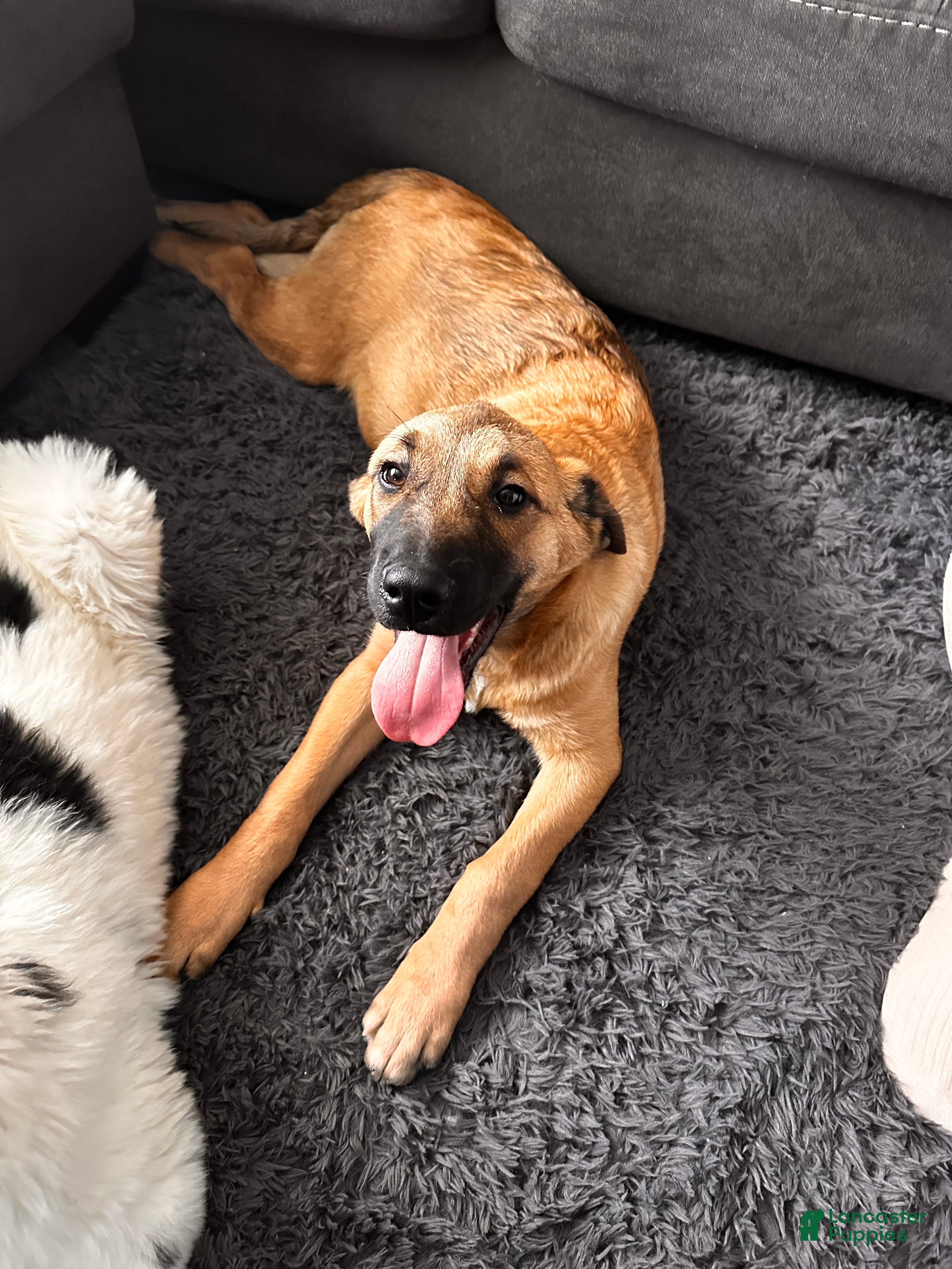 Mixed Breed dogs Charlie - Ad 26