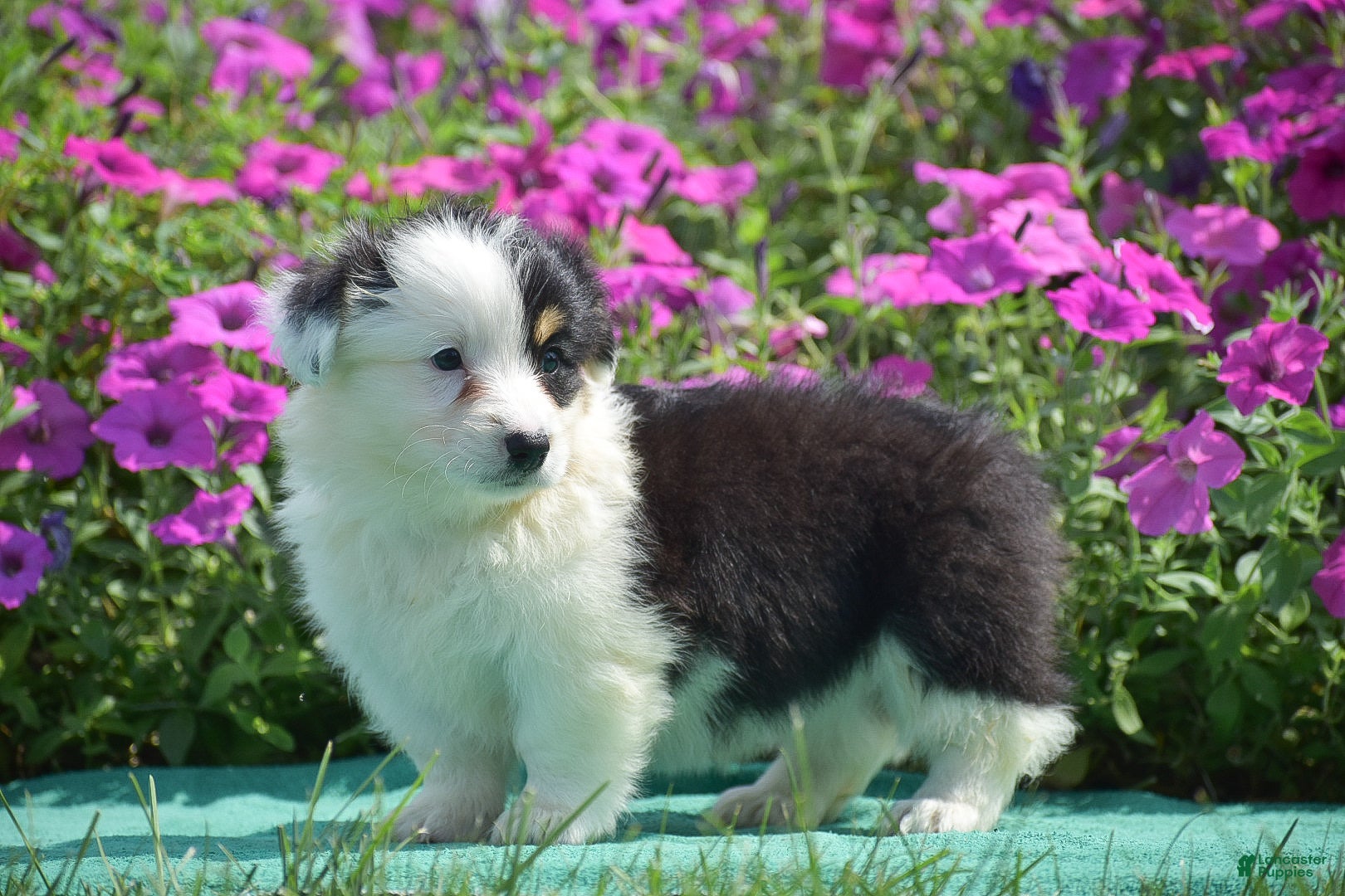Welsh Corgi Pembroke dogs Jagger - Ad 2