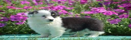 Welsh Corgi Pembroke dogs for sale: Jagger - Ad 2