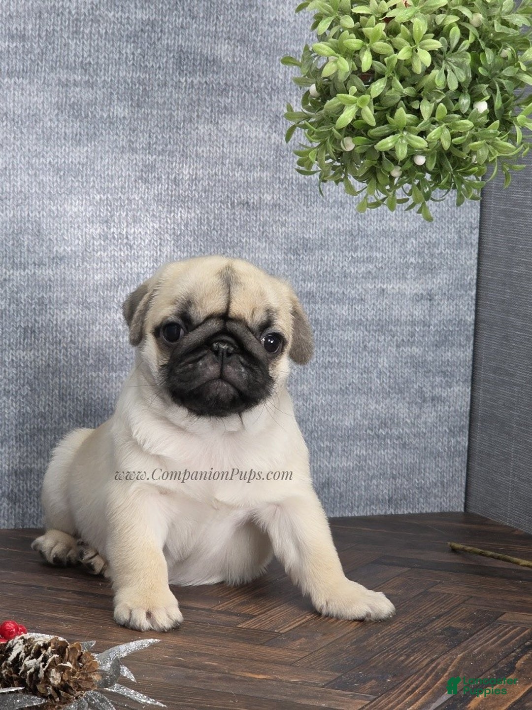 Pug dogs for sale: Excellent Christmas Present! - Silver Fawn Boy - Ad 17