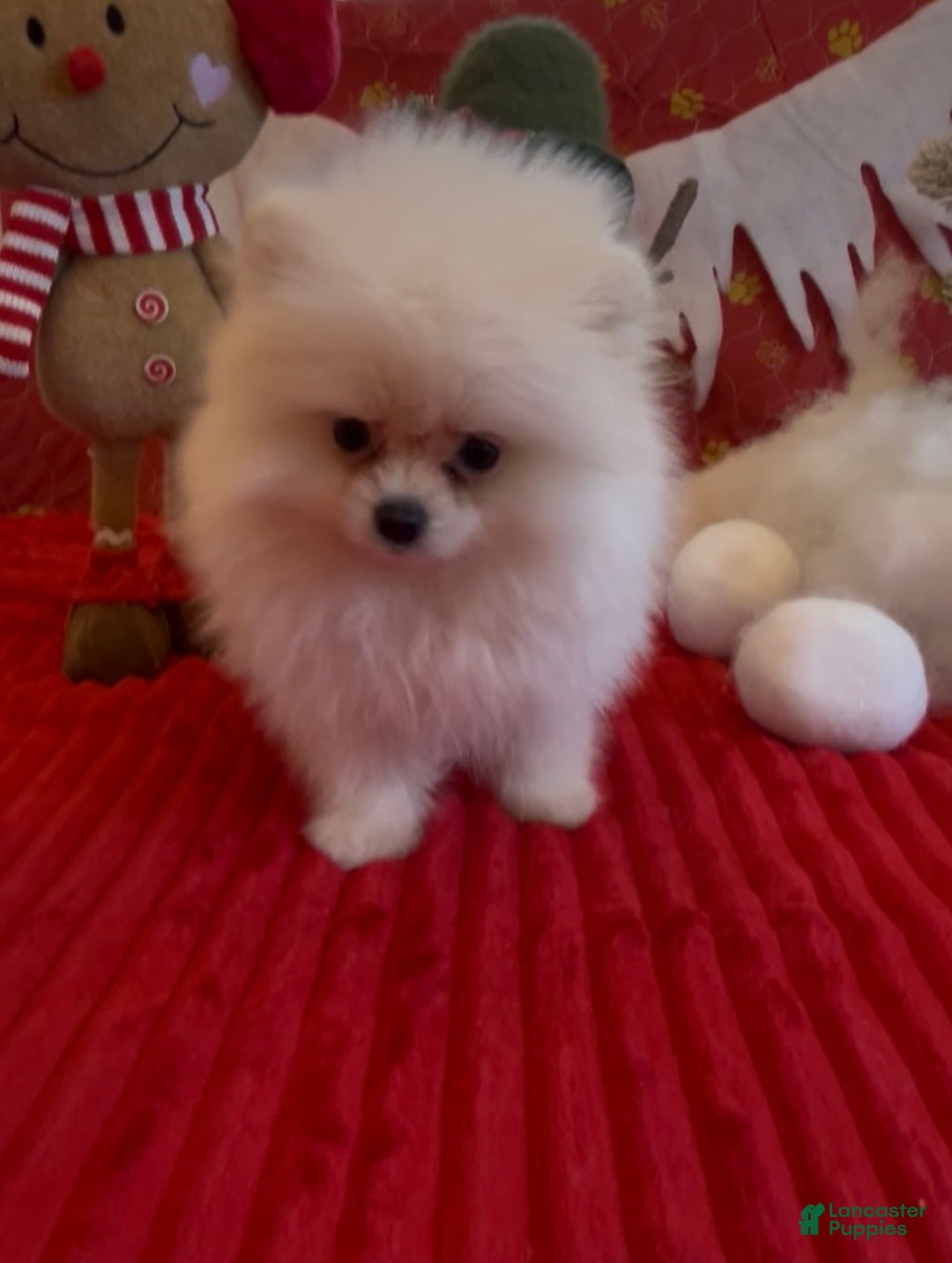 Pomeranian dogs for sale: Tom AKC Registered full rights  - Ad 16