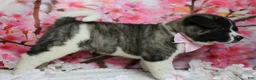 Akita dogs for sale: Jonathon  - Ad 3
