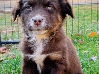 Australian Shepherd dogs - Ad 37