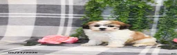 Teddy Bear dogs for sale: Spencer - Ad 2
