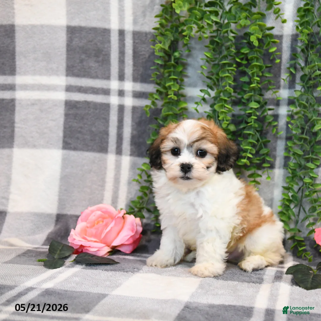 Teddy Bear dogs for sale: Spencer - Ad 2
