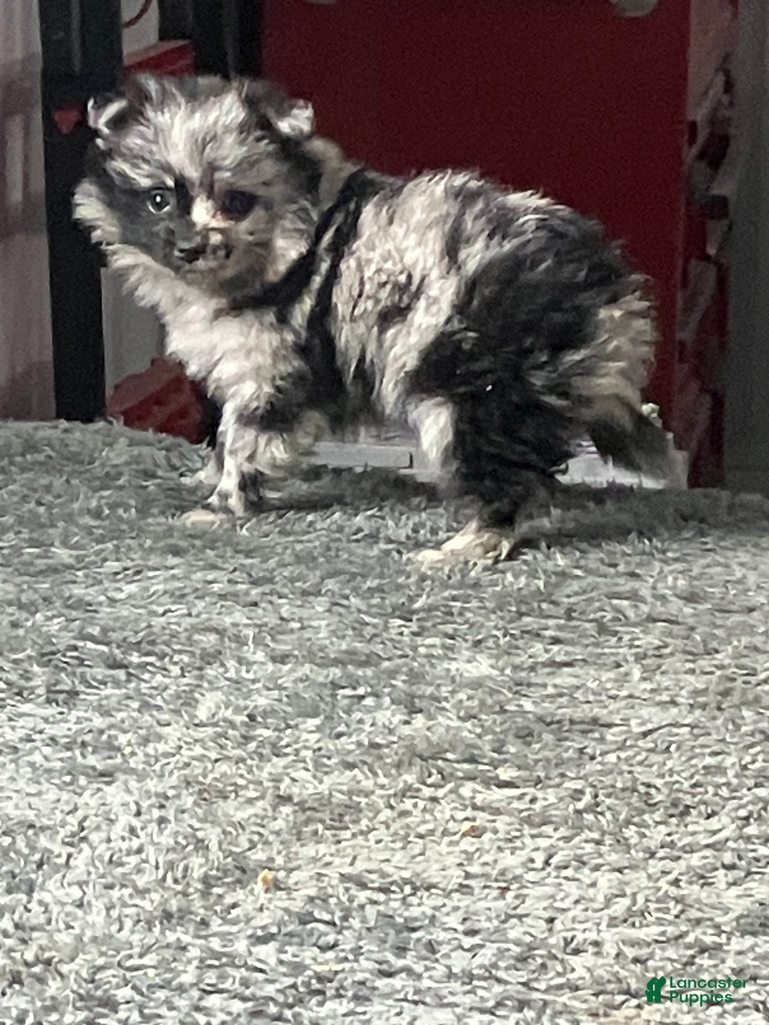 Mixed Breed dogs for sale: Jill - Ad 2