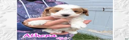 Cavapoo dogs for sale: Athena - Ad 1