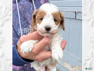 Cavapoo dogs for sale: Athena - Ad 2