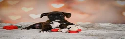 Boxer dogs for sale: Lilly - Ad 2