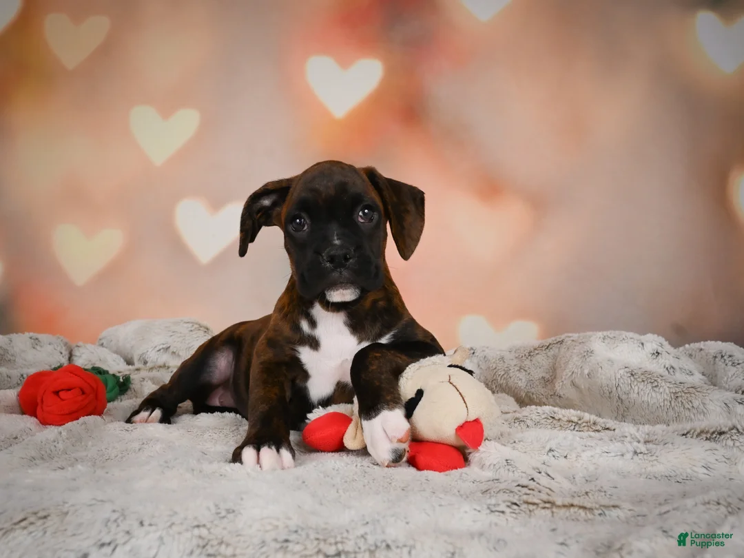 Boxer dogs for sale: Lilly - Ad 2