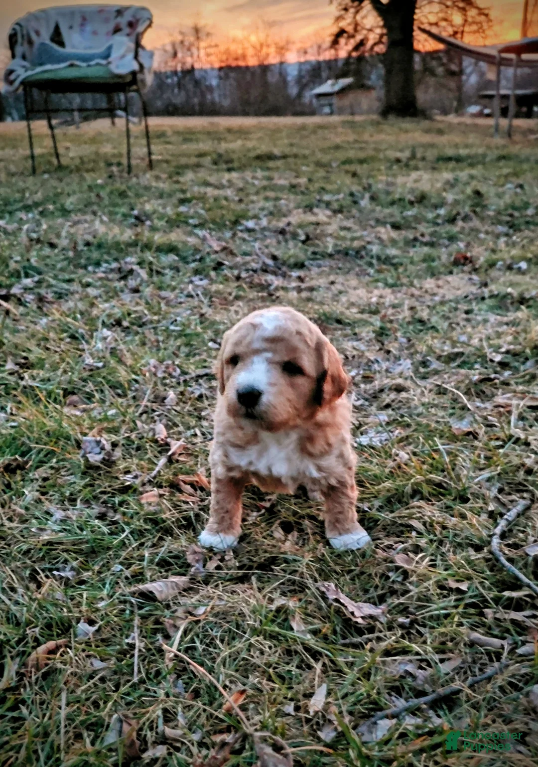 Mini Goldendoodle dogs for sale: Mini Goldendoodle LUCKY - Ad 3