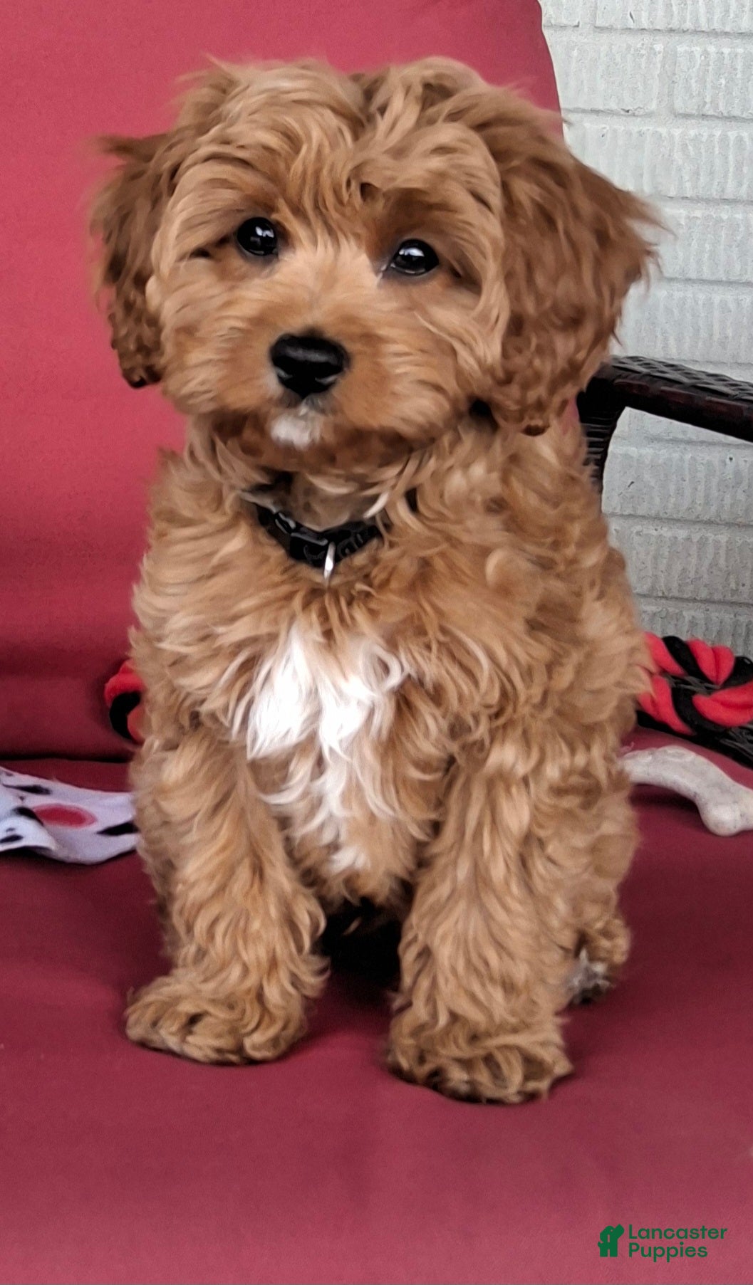 Cavapoo dogs Hank - Ad 2