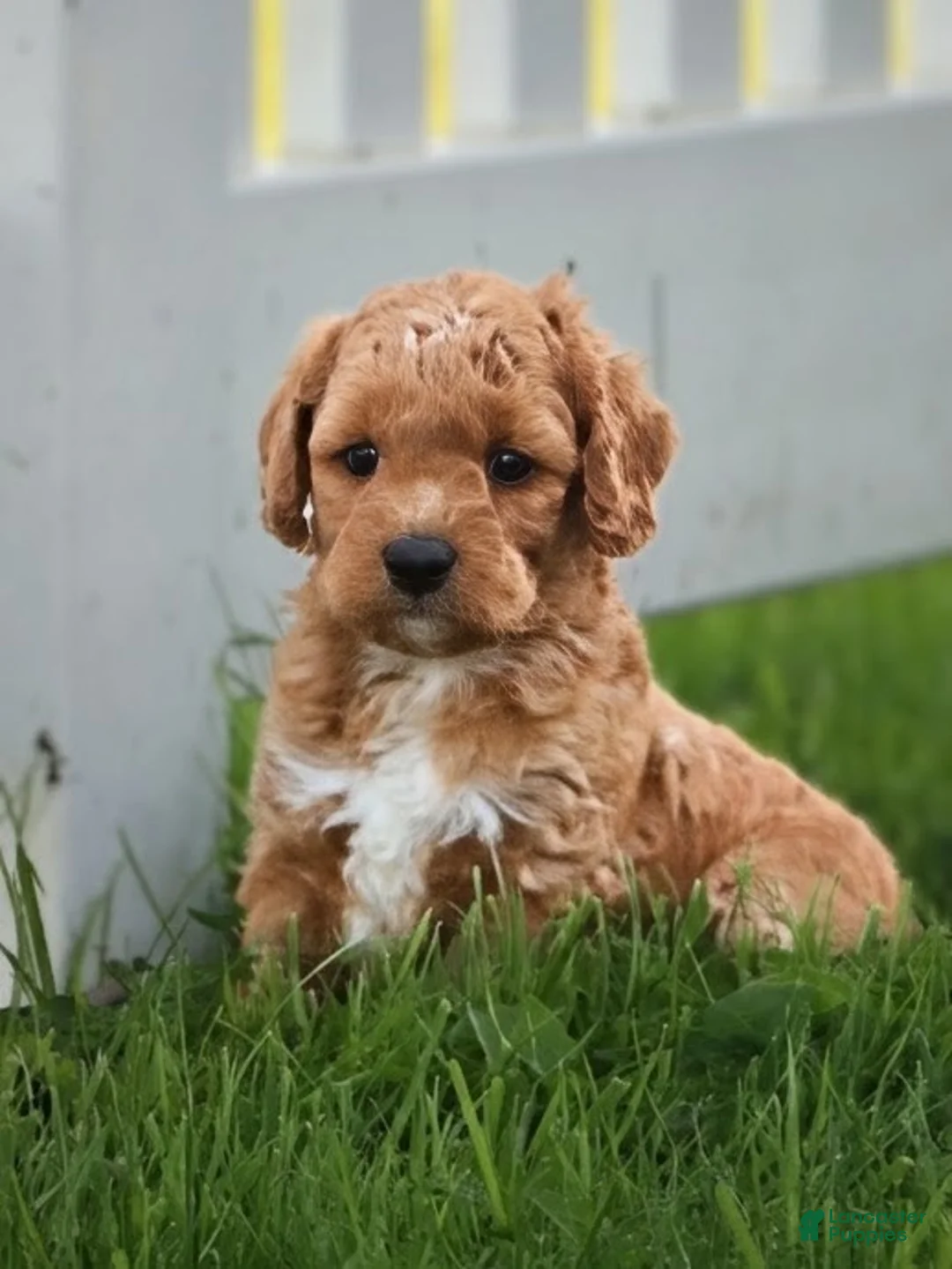 Miniature Labradoodle dogs for sale: Buddy  - Ad 1