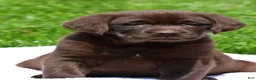 Labrador Retriever dogs for sale: Travis - Ad 1
