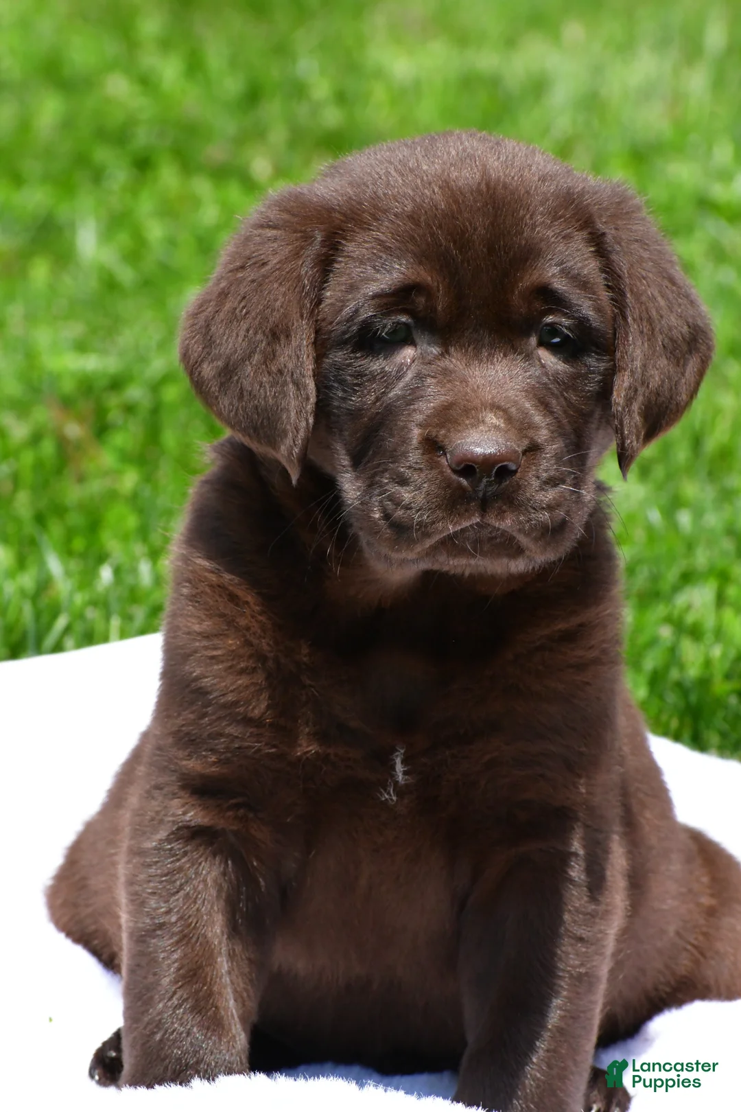 Labrador Retriever dogs for sale: Travis - Ad 1