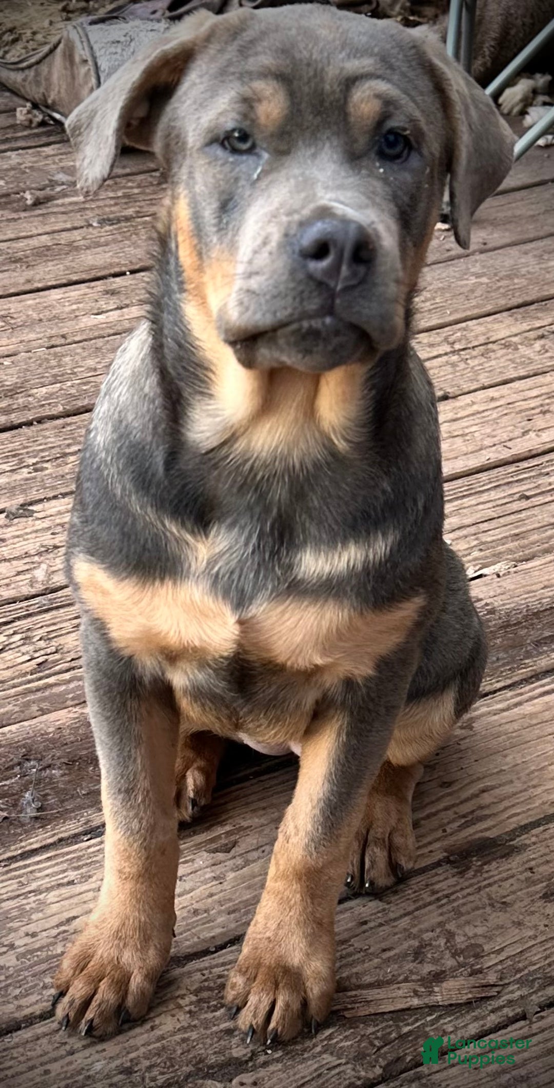 Mixed Breed dogs for sale: Cane Corso-Rottweiler - Ad 1