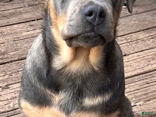 Mixed Breed dogs Cane Corso-Rottweiler - Ad 39