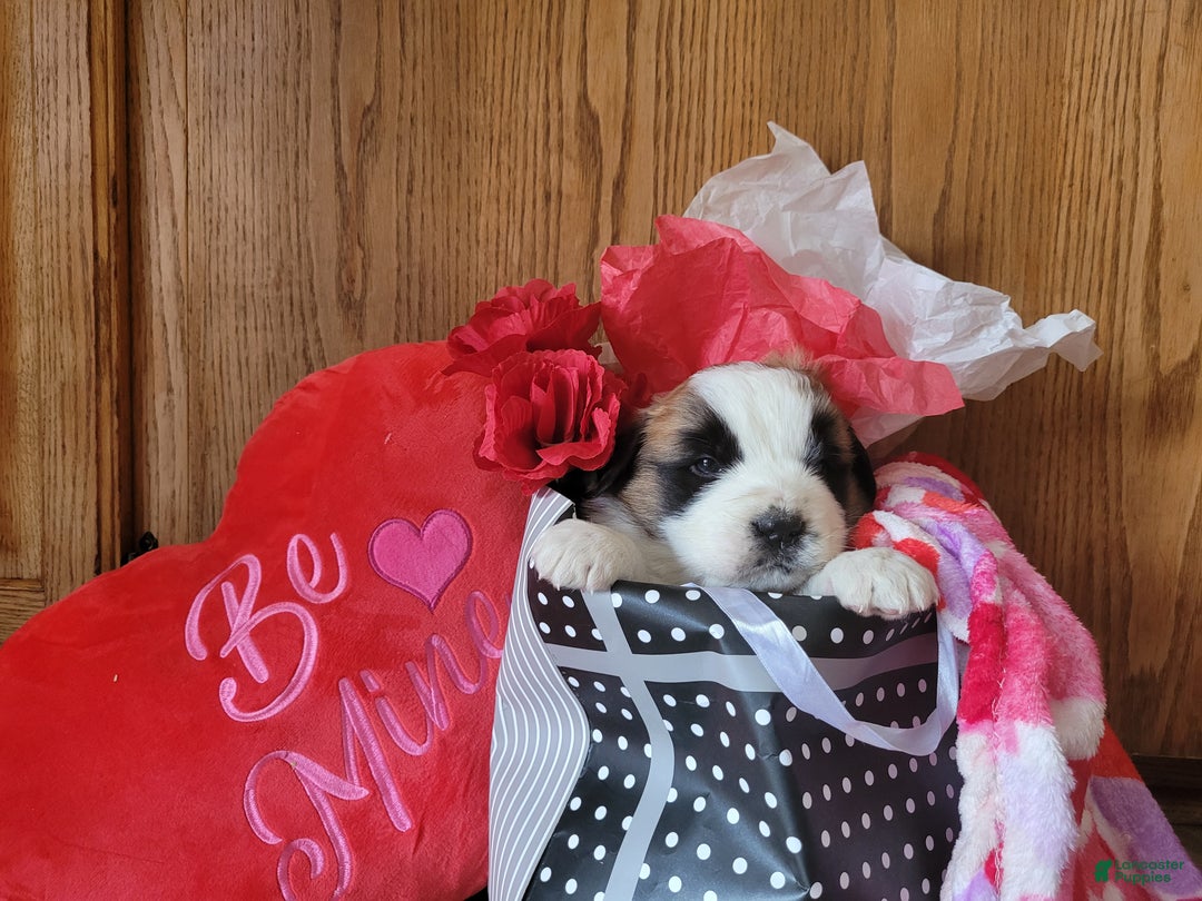 Saint Bernard dogs for sale: Beau - Ad 2