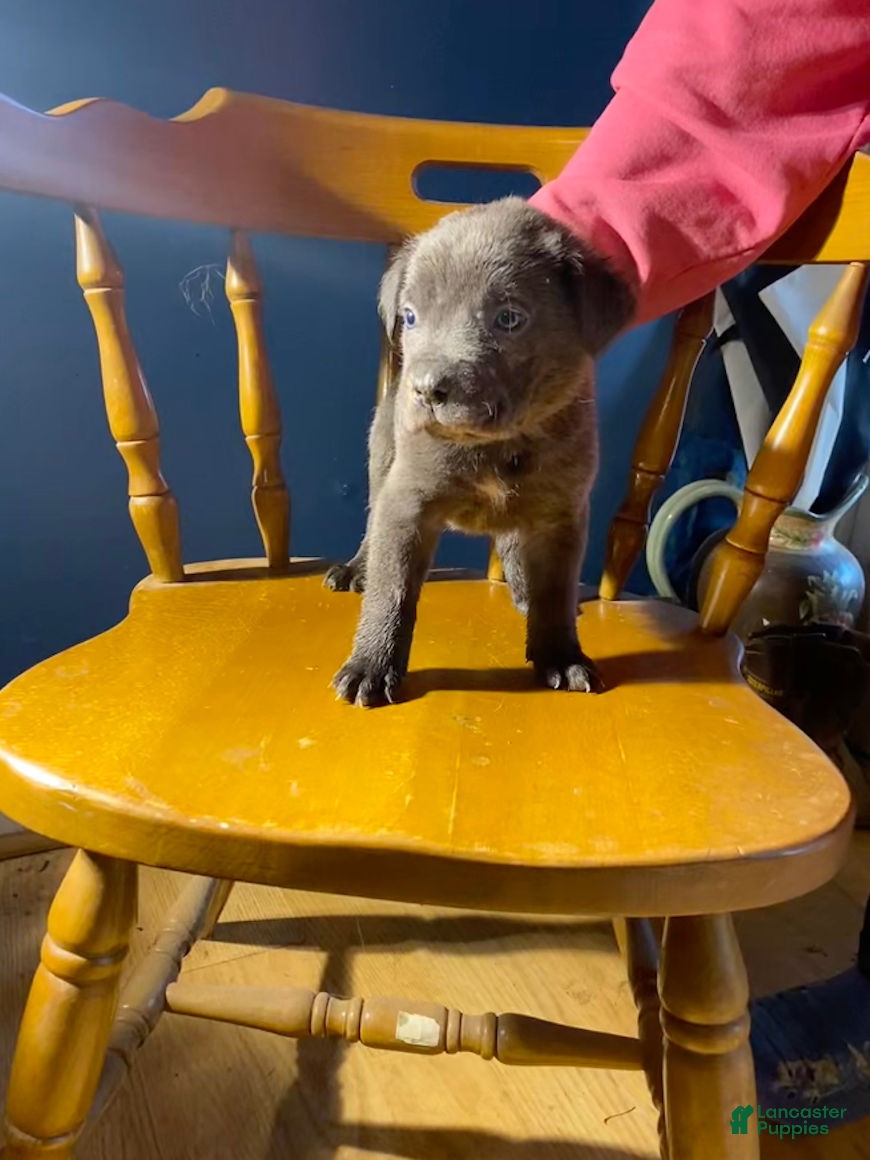 Cane Corso dogs Cane Corso Puppy 7 - Ad 19