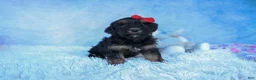 Shorkie dogs for sale: SAMMY - Ad 10